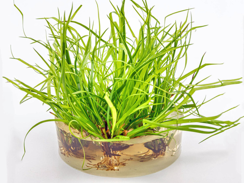 Preview: Kriechende Binse - Juncus repens in vitro Preview: Kriechende Binse - Juncus repens in vitro